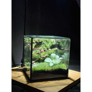 Combo Terrarium tự set up có hướng dẫn từ shop món quà ý nghĩa dành cho dịp quan trọng