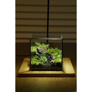 Combo Terrarium tự set up có hướng dẫn từ shop món quà ý nghĩa dành cho dịp quan trọng