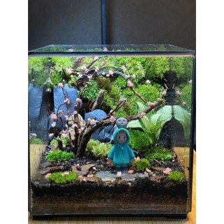 Combo Terrarium tự set up có hướng dẫn từ shop món quà ý nghĩa dành cho dịp quan trọng