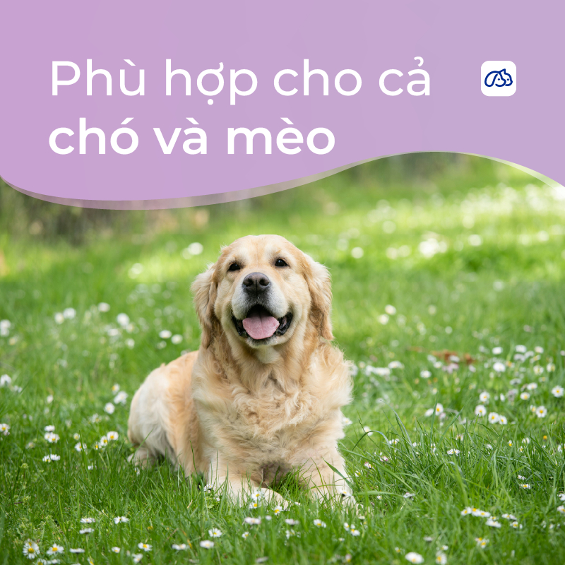 Bọt Tắm Khô Cho Chó Mèo DrVET Làm Sạch Không Cần Tắm - Pet Rinse-Free Foam