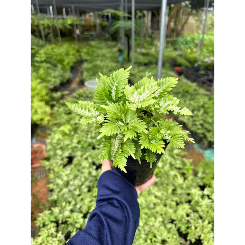 Cây dương xỉ var, cẩm thạch trang trí bể terrarium,bán cạn