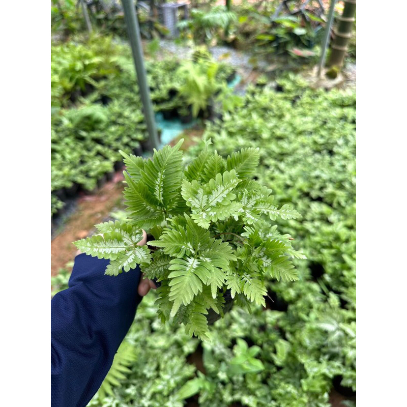 Cây dương xỉ var, cẩm thạch trang trí bể terrarium,bán cạn
