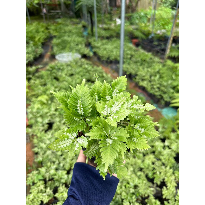Cây dương xỉ var, cẩm thạch trang trí bể terrarium,bán cạn