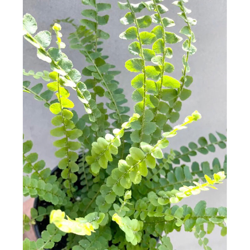 Combo dương xỉ mini để bàn,tiểu cảnh,bán cạn,terrarium,sân vườn