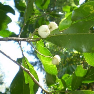 Bưởi Bung Khô giảm đau thanh nhiệt thương hiệu Lá Ngọc Gói 1kg