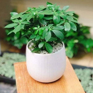 Ngũ Gia Bì loại 1 thương hiệu Lá Ngọc gói 1kg