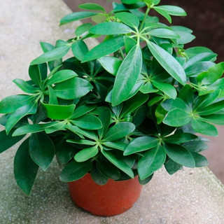 Ngũ Gia Bì loại 1 thương hiệu Lá Ngọc gói 1kg