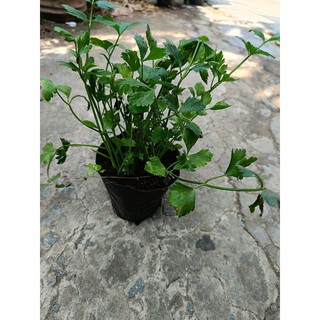 Chậu Rau Cần Tây xanh tốt