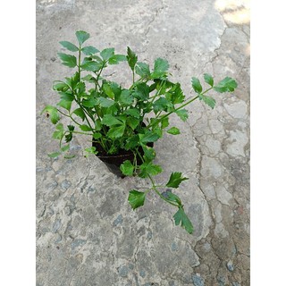 Chậu Rau Cần Tây xanh tốt
