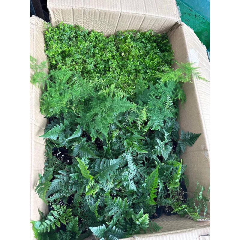 Combo dương xỉ mini để bàn,tiểu cảnh,bán cạn,terrarium,sân vườn