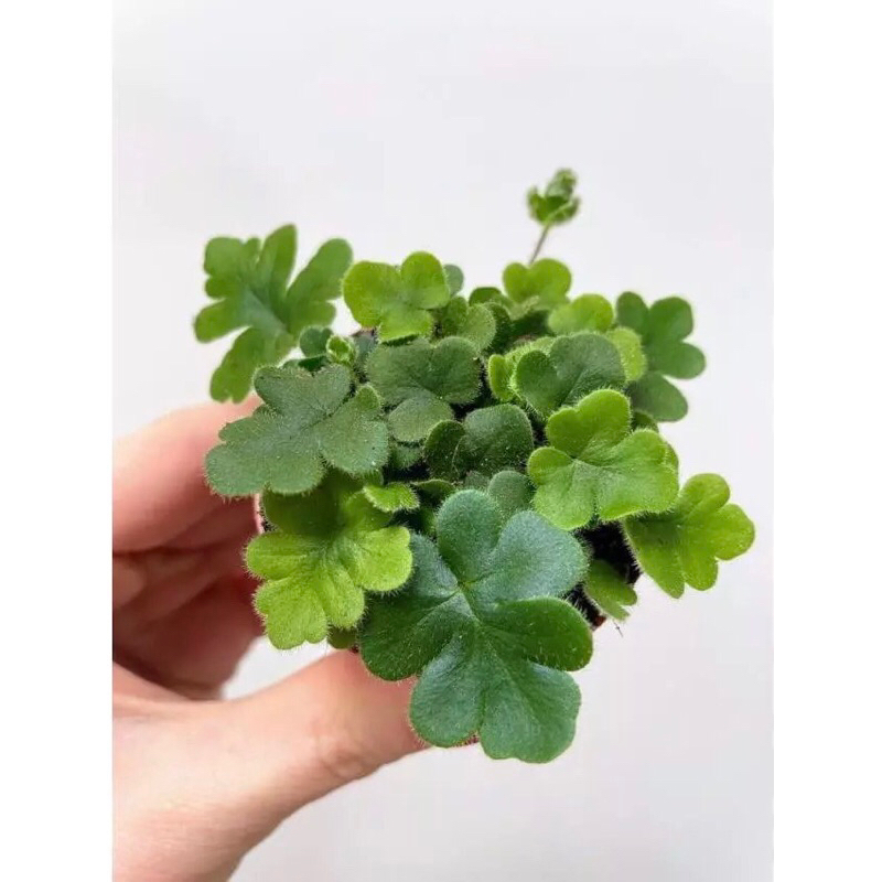 Combo dương xỉ mini để bàn,tiểu cảnh,bán cạn,terrarium,sân vườn