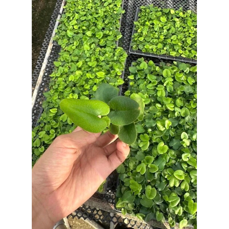 Combo dương xỉ mini để bàn,tiểu cảnh,bán cạn,terrarium,sân vườn