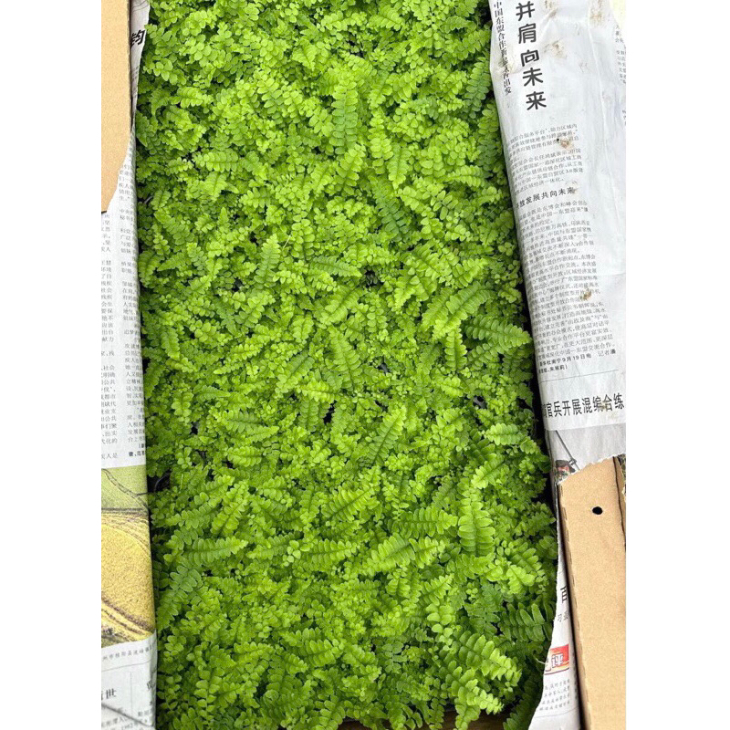 Combo dương xỉ mini để bàn,tiểu cảnh,bán cạn,terrarium,sân vườn