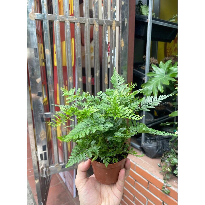 Combo dương xỉ mini để bàn,tiểu cảnh,bán cạn,terrarium,sân vườn