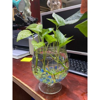Set Bi ve thủy tinh trong suốt nhiều màu 16 ly trang trí bể cá - Viên bi 8 khía làm đồ chơi cho bé bắn bi tuổi thơ rẻ