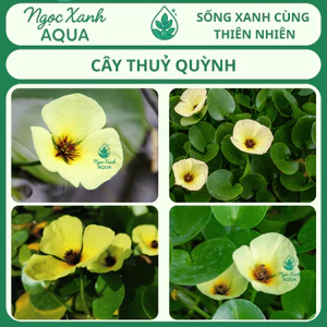 CÂY THUỶ QUỲNH THUỶ SINH – HOA VÀNG TƯƠI, TẠO ĐIỂM NHẤN HỒ CÁ, NGỌC XANH AQUA