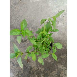Bầu rau Húng quế - rau thơm xanh tốt