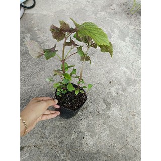 Bầu rau tía tô xanh tốt