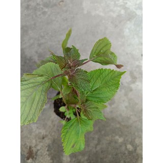 Bầu rau tía tô xanh tốt