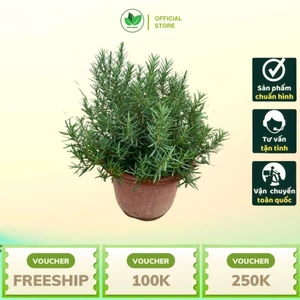 Cây Hương Thảo Thuần Bắc – Cây Cảnh Thơm, Dễ Trồng, Trang Trí Ban Công