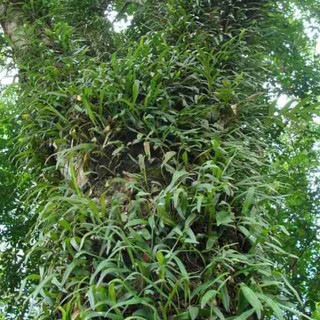 Cây Thạch Vĩ Khô Lá Ngọc Hỗ Trợ Thanh Lọc Cơ Thể, Cân Bằng Sức Khỏe Gói 500g