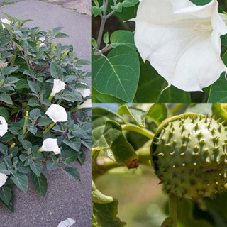 Cà Độc Dược Khô loại 1 thương hiệu Lá Ngọc