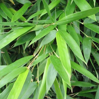 Lá Tre Khô Loại 1 thương hiệu Lá Ngọc Gói 500g