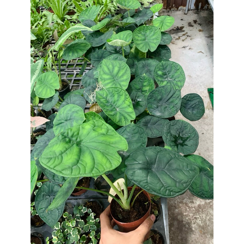 Cây Môn Rồng Xanh Alocasia Dragon Scale