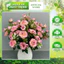 Bình hoa giả tỉ muội combo 4 cành, combo 4cành decor phòng khách - Chậu hoa để bàn trang trí - hoa cao cấp