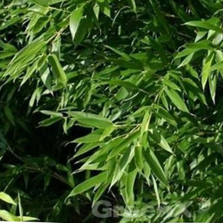 Lá Tre Khô Loại 1 thương hiệu Lá Ngọc Gói 500g