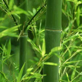 Lá Tre Khô Loại 1 thương hiệu Lá Ngọc Gói 500g
