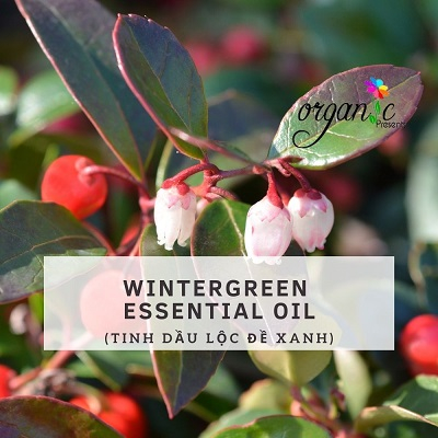 TINH DẦU LỘC ĐỀ XANH (WINTERGREEN)