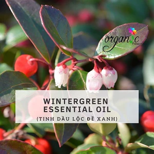 TINH DẦU LỘC ĐỀ XANH (WINTERGREEN)