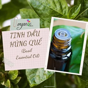 TINH DẦU HÚNG QUẾ (BASIL)