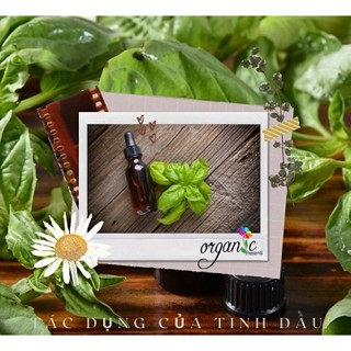 TINH DẦU HÚNG QUẾ (BASIL)