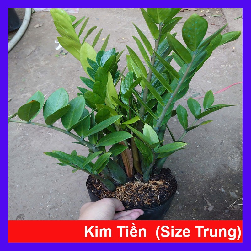 Cây kim tiền (Size Trung bụi to nhiều cây) - chậu cây kim phát tài mang phong thủy tốt hút tài lộc