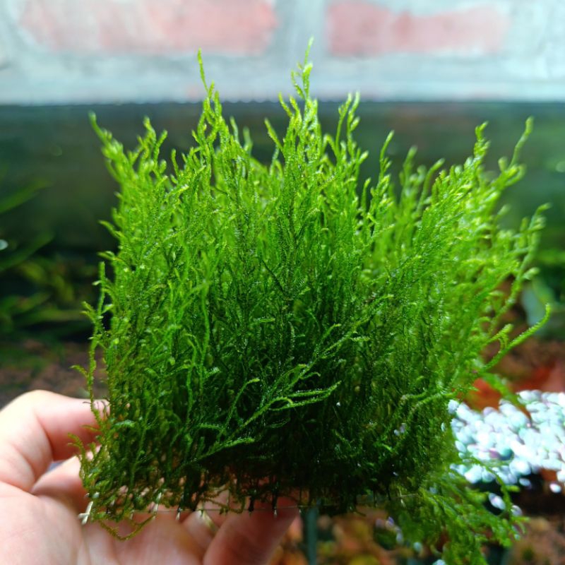 cây thủy sinh rêu lửa (rêu flame) vỉ 8×8cm, rêu dễ chơi không cần co2 ...