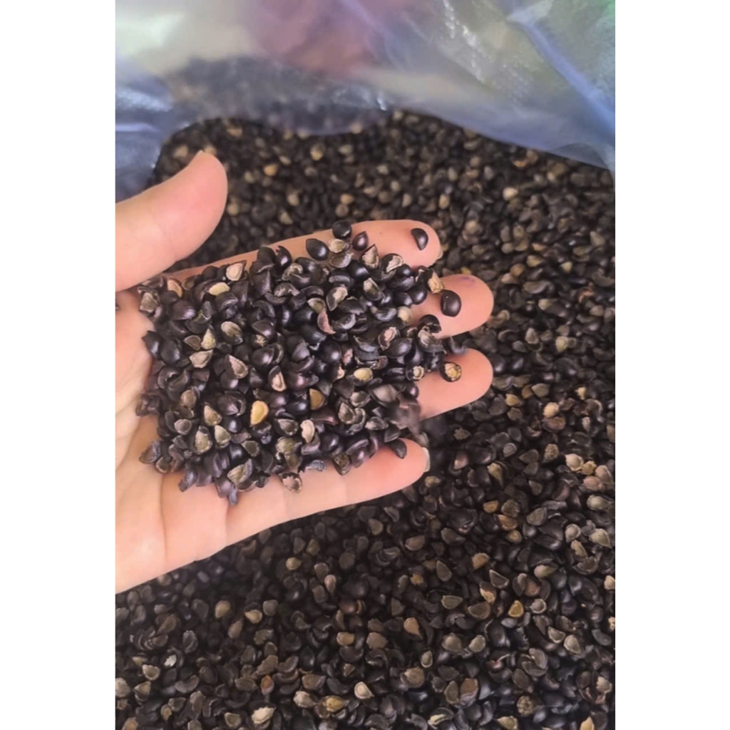 100 GAM Hạt Rau Ngót ta (nảy mầm trên 85%)– HẠT GIỐNG NÔNG TRẠI MÁI ẤM ...