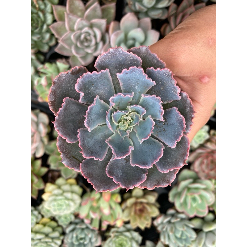 Sen đá aurora purple, 5-7cm. Lỗi 1 đổi 1