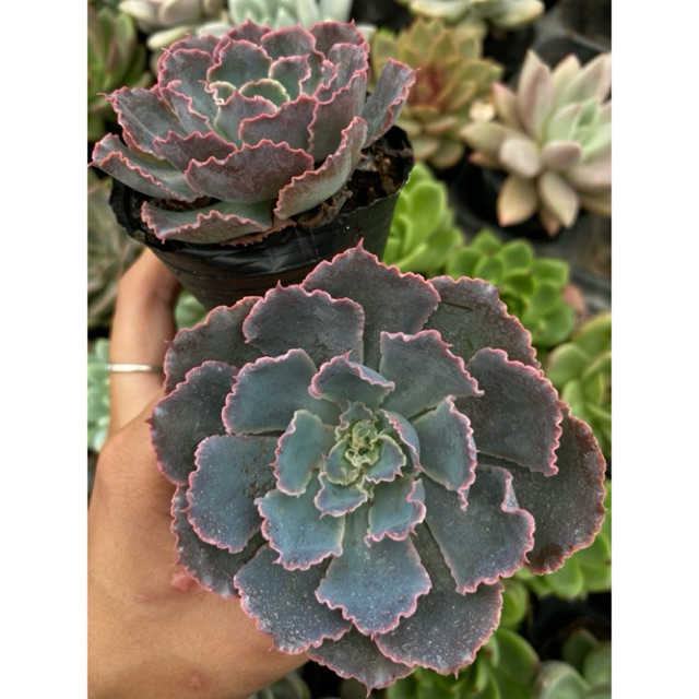 Sen đá aurora purple, 5-7cm. Lỗi 1 đổi 1