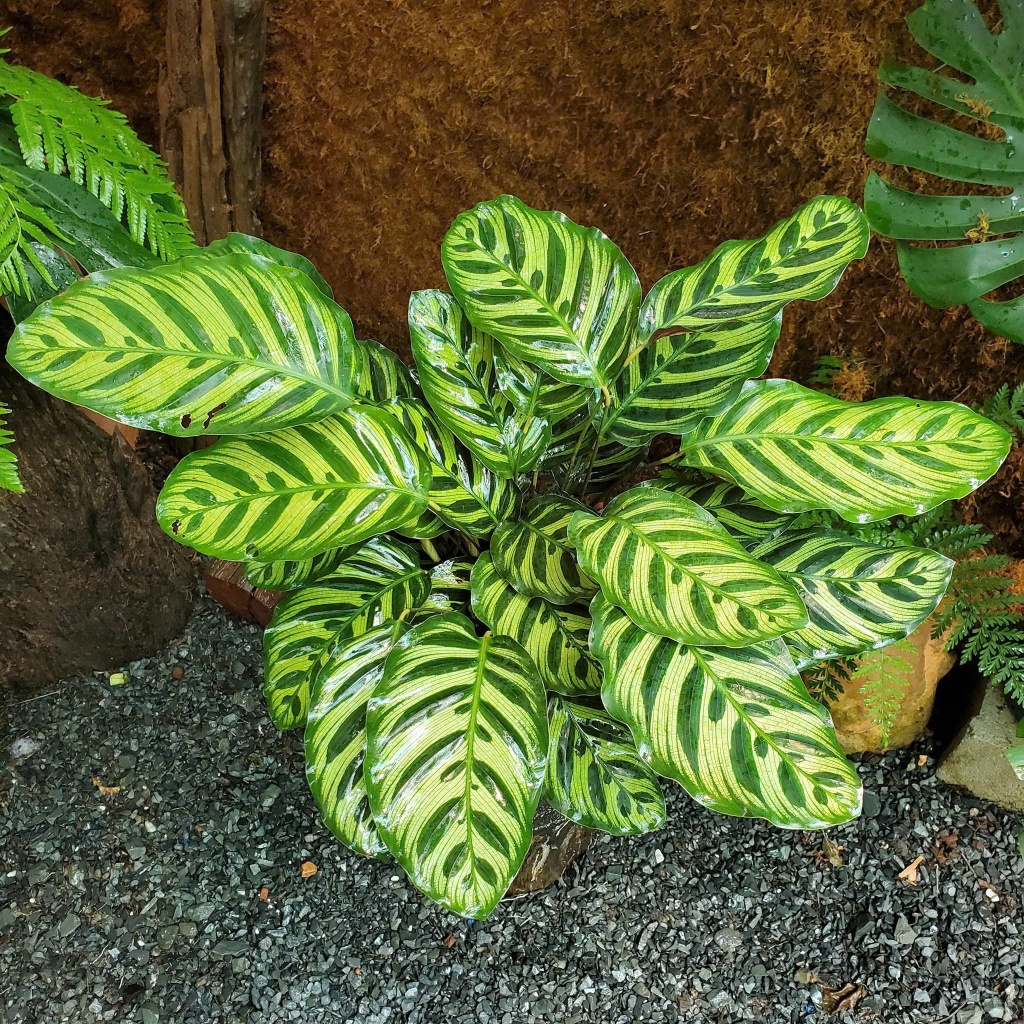 dracaena tricolor Dracaena Marginata Tricolor 6"  Heritage Floral Design
