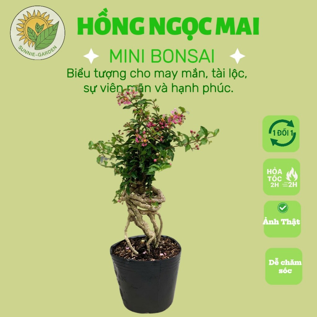 Cây Hồng Ngọc Mai Bonsai - Sơ ri kiểng - cây Bonsai -Trang trí nội ...
