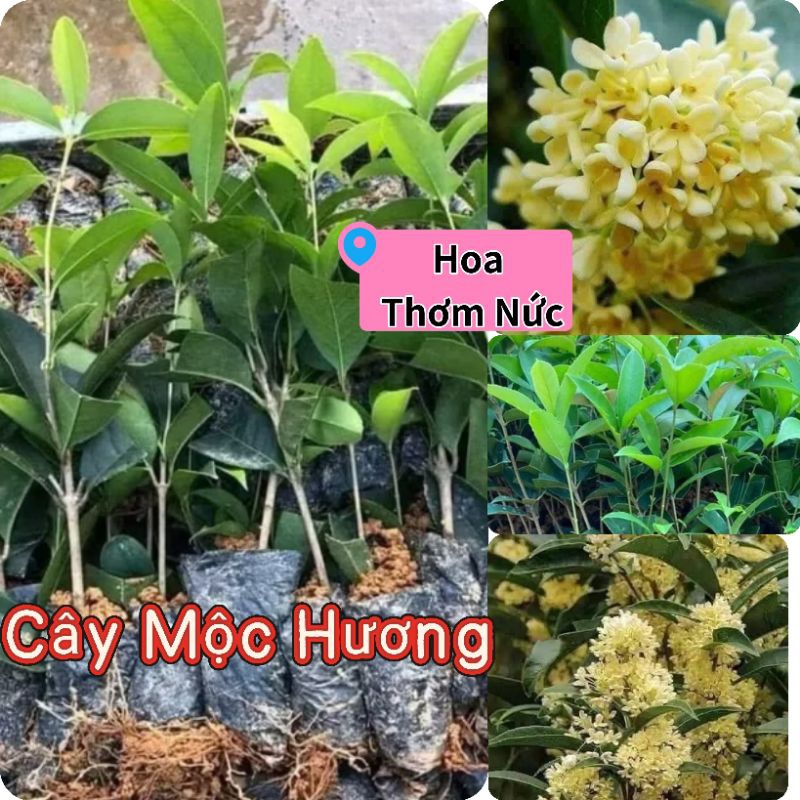 ComBo 2 Bầu Cây Giống Hoa Mộc Hương 💯 Thơm Ngào Ngạt💕 Rất Dễ Trồng