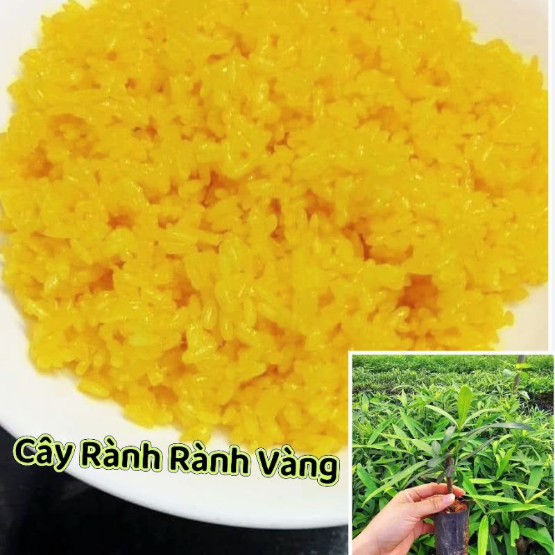 Cây Giống Cây Lá Cẩm, Cây Tạo Màu Thực Phẩm Các Loại