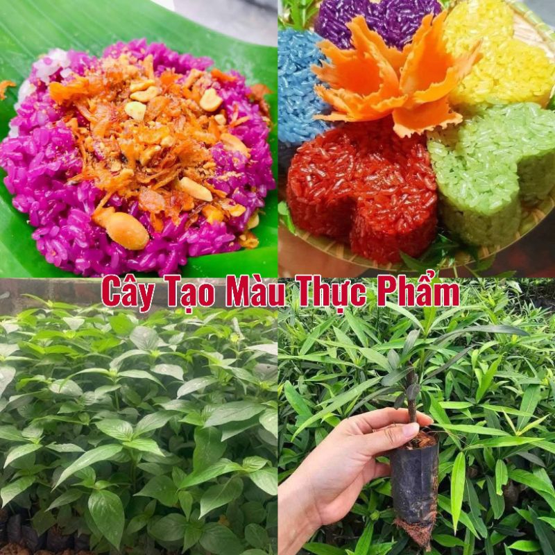 Cây Giống Cây Lá Cẩm, Cây Tạo Màu Thực Phẩm Các Loại