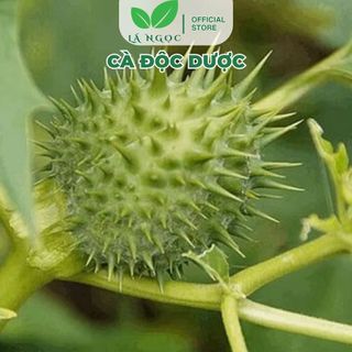 Cà Độc Dược Khô loại 1 thương hiệu Lá Ngọc
