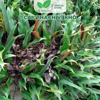 Cây Thạch Vĩ Khô Lá Ngọc Hỗ Trợ Thanh Lọc Cơ Thể, Cân Bằng Sức Khỏe Gói 500g