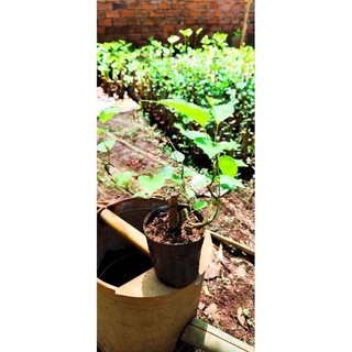 Cây Dâu Tằm Siêu Trái - Dâu Tằm Bonsai