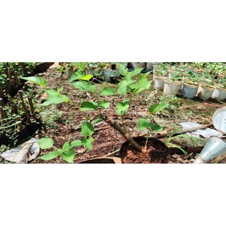 Cây Dâu Tằm Siêu Trái - Dâu Tằm Bonsai
