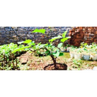 Cây Dâu Tằm Siêu Trái - Dâu Tằm Bonsai